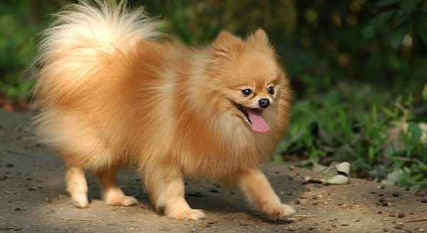 松鼠犬好养吗 松鼠犬好养吗