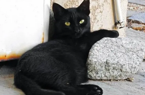 黑色猫是招财辟邪吗 黑色猫是招财辟邪吗