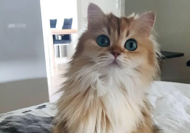 金吉拉和橘猫 混血