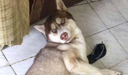 哈士奇闹事被罚，家里的金毛不乐意了，铲屎官被它这个举动融化了