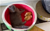 果冻是只可爱猫