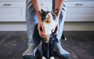 猫咪5种怪异行为解读! 猫咪5种怪异行为解读!