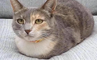猫母鸡蹲和正常蹲