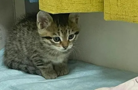 狸花猫干万不能养