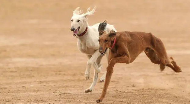 山东细犬能当士狗养吗