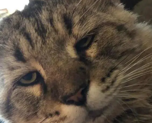 高龄流浪猫被收养,担当起照顾小猫的责任,只为报答主人恩情