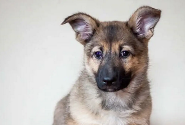 万恶的偷狗贼，伤害的不只是一只小狗，而是一个母亲对孩子的真爱