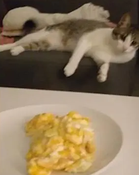 这位铲屎官做的东西有多难吃?猫咪一闻味道,就忍不住干呕 这位铲屎官做的东西有多难吃?猫咪一闻味道,就忍不住干呕