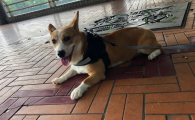 失格的狗就是不纯吗