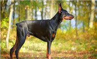 四种贵族犬的特点