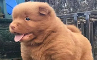 五红犬的智商高吗