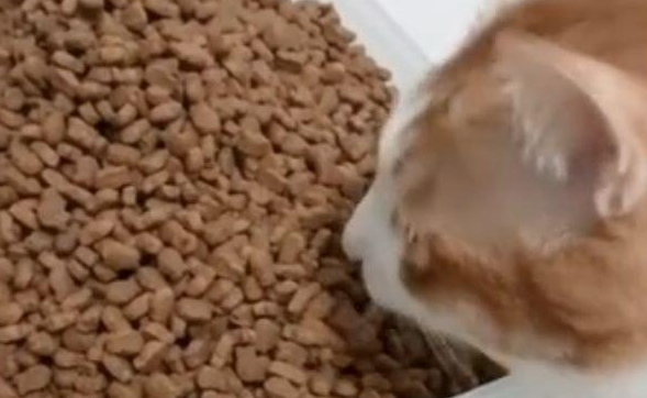 这只橘猫一次吃“一桶”粮,网友:难怪橘猫会长那么胖! 这只橘猫一次吃“一桶”粮,网友:难怪橘猫会长那么胖!