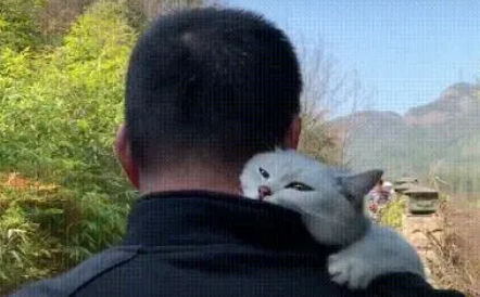 男主抱着猫咪去踏青,看猫咪那挑衅的眼神,女主恨得牙痒痒 男主抱着猫咪去踏青,看猫咪那挑衅的眼神,女主恨得牙痒痒