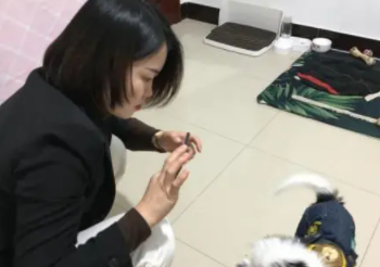 铲屎官给家里两只狗狗拍照,忙了一天,最后心累想哭 铲屎官给家里两只狗狗拍照,忙了一天,最后心累想哭