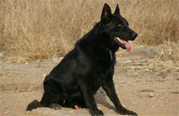 库达犬配东德犬好不好