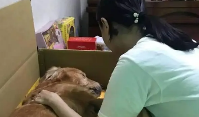 老金毛离世前撒娇不愿回家,主人:原来那是我们最后一次散步 老金毛离世前撒娇不愿回家,主人:原来那是我们最后一次散步
