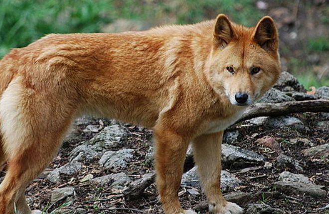 澳洲野犬会攻击人吗