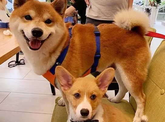 柴犬挡住了柯基的路,柯基充分利用了腿短的优势,很机智嘛! 柴犬挡住了柯基的路,柯基充分利用了腿短的优势,很机智嘛!