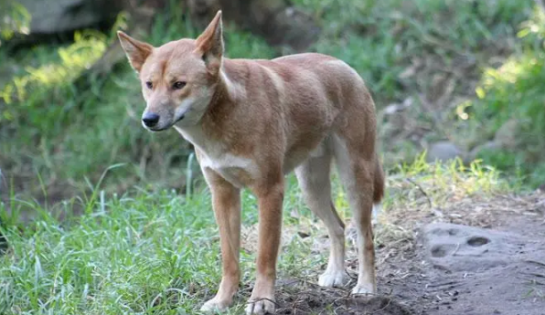 澳洲野犬和家犬混血