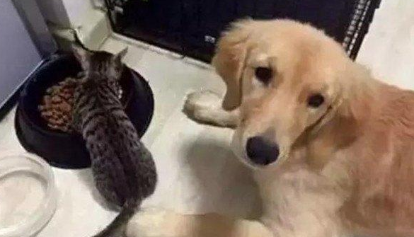 大金毛暖哭了！狗粮被猫咪抢了，金毛一脸宠溺的看着它吃！ 