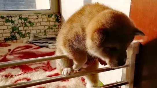柴犬模仿能力真的很强,看到妈妈这么出去的,它们也开始模仿 柴犬模仿能力真的很强,看到妈妈这么出去的,它们也开始模仿