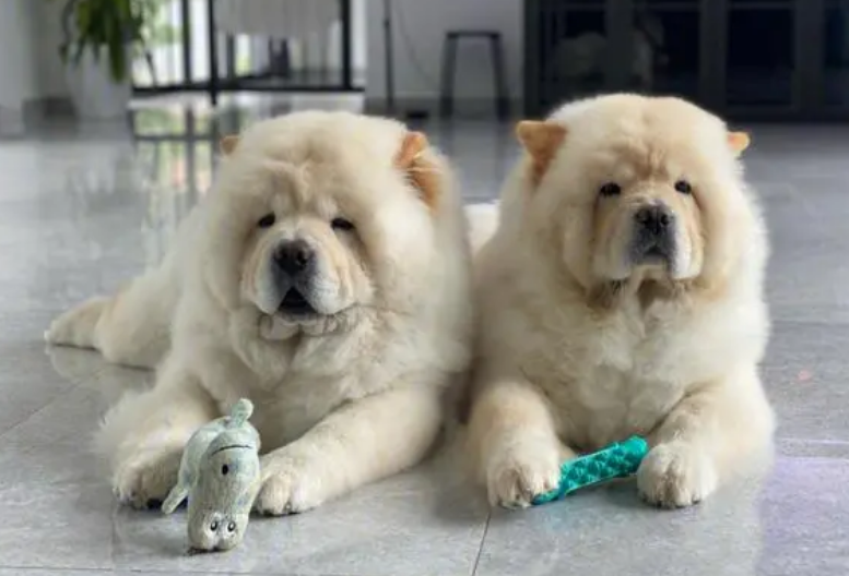 中国本土犬种大全最古老的犬种