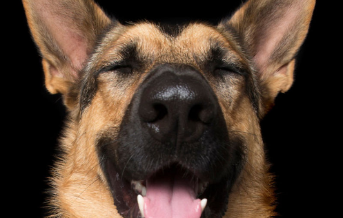极圈社犬狮子是什么品种