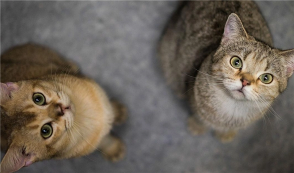 怎么区分是不是后院猫 怎么区分是不是后院猫
