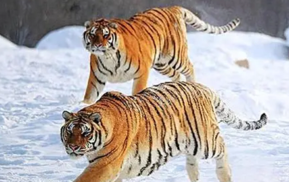 东北猫是什么品种图片大全 东北猫是什么品种图片大全