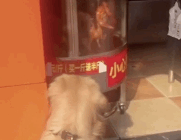 金毛太馋了!死守烤鸭店20分钟不愿离开,直到主人答应买一只才行 金毛太馋了!死守烤鸭店20分钟不愿离开,直到主人答应买一只才行