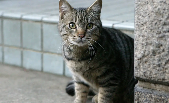 小区里的流浪猫抓伤业主 物业公司该不该担责? 小区里的流浪猫抓伤业主 物业公司该不该担责?