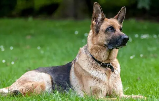 姚守岗给军犬道歉 姚守岗给军犬道歉
