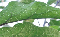 白色大飞蛾是什么
