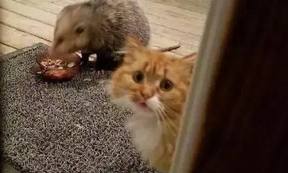 橘猫被老鼠抢食还找主人求救,主人:果然养了只假猫 橘猫被老鼠抢食还找主人求救,主人:果然养了只假猫
