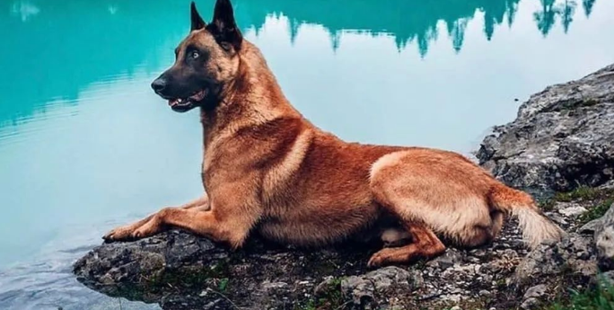 马犬驯养、专业人士告诉你,如何驯养一只出色的马犬? 马犬驯养、专业人士告诉你,如何驯养一只出色的马犬?