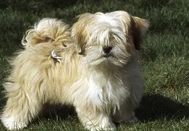 拉萨犬和西施犬的区别