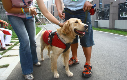 导盲犬是不是宠物 导盲犬是不是宠物