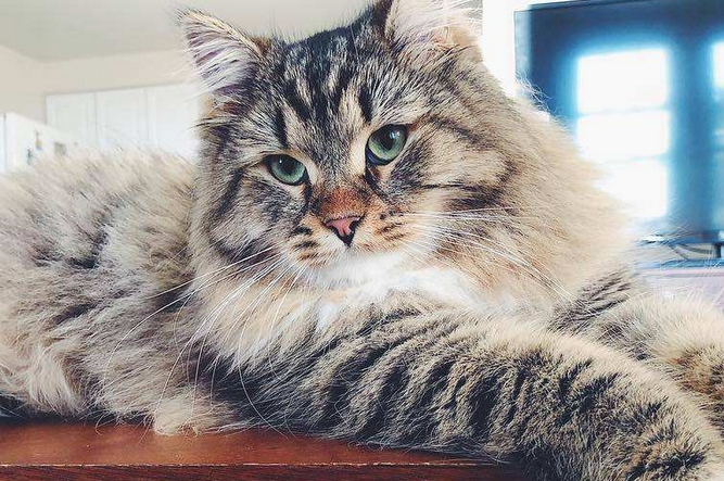 特别十足霸气的猫叫啥 特别十足霸气的猫叫啥