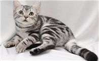 身上有虎纹的猫