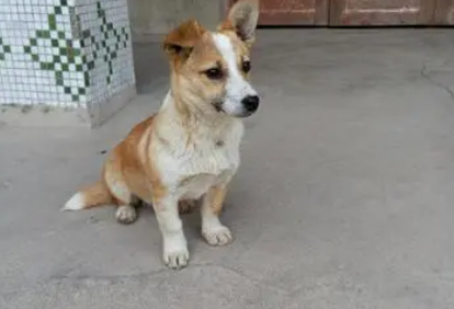 中华田园犬有短腿的吗