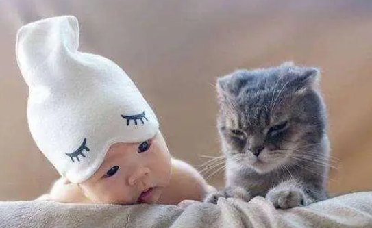 主人怀孕，猫咪竟然先知道！可别小看它们的能力哦