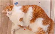 故意饿猫一天有啥反应