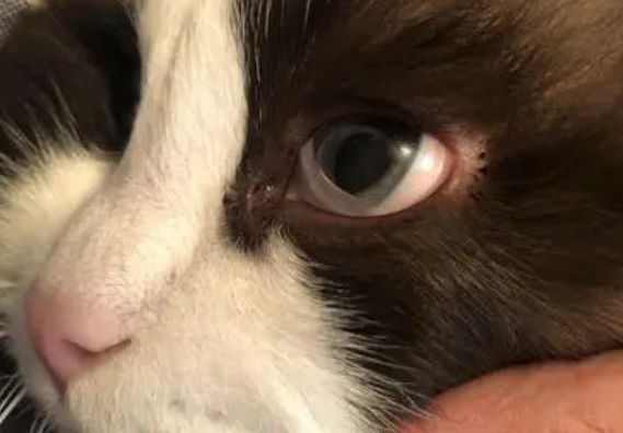 猫有只眼睛玻璃体混浊