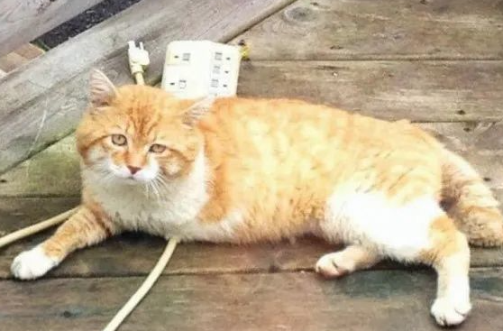 流浪猫死前执意要回到这所房子,背后故事让人泪目,幸好结局反转... 流浪猫死前执意要回到这所房子,背后故事让人泪目,幸好结局反转...