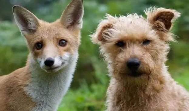 狐狸和犬的关系区别