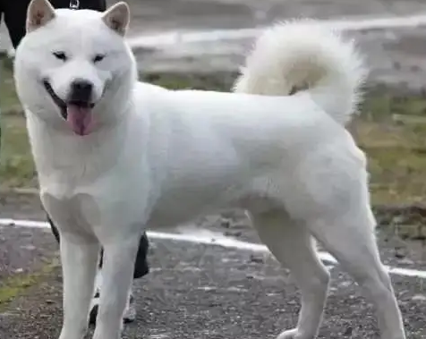 珍岛犬能长多大