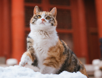 故宫里的御猫叫什么