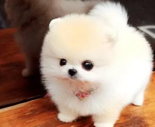 茶杯犬3个月能长多大