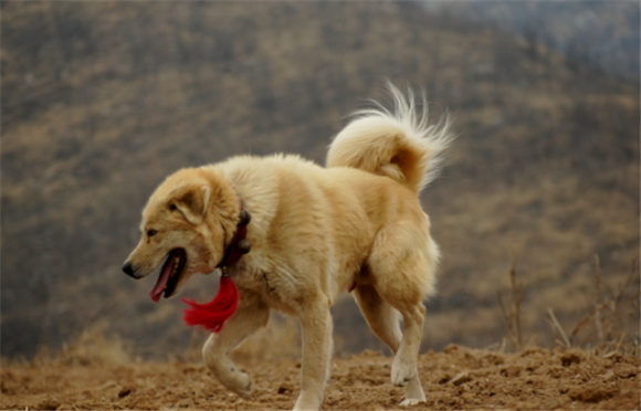 太行犬是中华田园犬吗