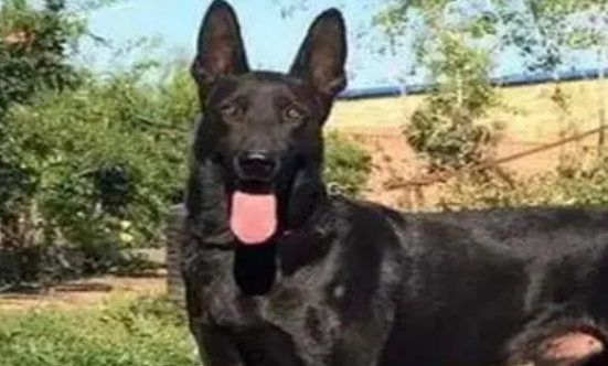黑狼犬打它会咬主人吗